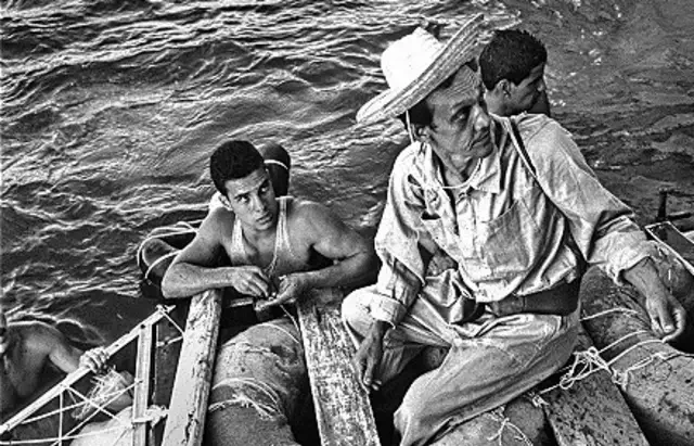 El grifo migratorio